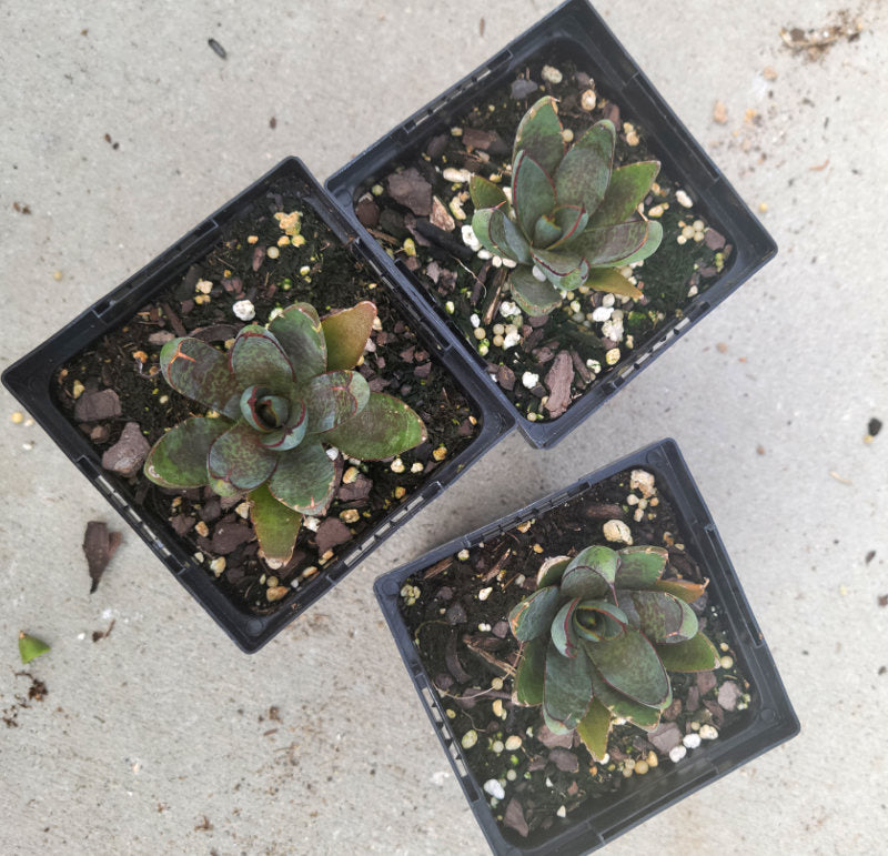 mangave praying hands plant Praying Hands Mangave