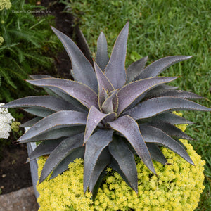 Mangave 'Purple People Eater'