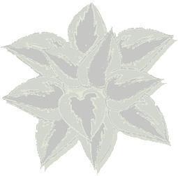 Hosta 'Buffalo Golden Warrior'