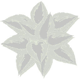 Hosta 'Eco Mirror'