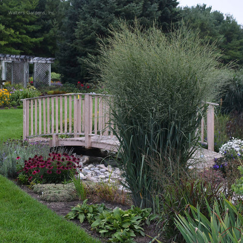 Panicum virgatum 'Totem Pole'
