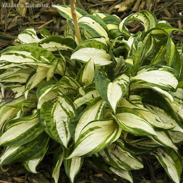 Hosta 'Peanut'