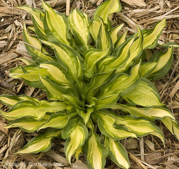 Hosta 'Peanut'