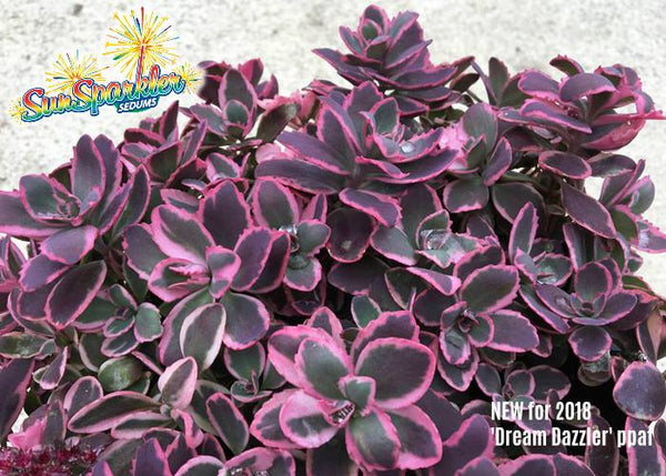 Sedum 'Dream Dazzler'