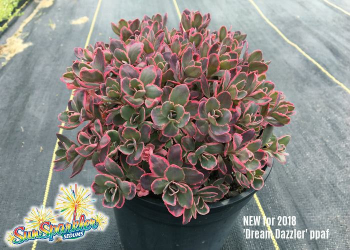 dream dazzler succulent Sedum 'Dream Dazzler' – In The Country Garden & Gifts Online Store