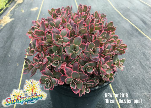 Sedum 'Dream Dazzler'