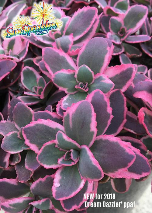 Sedum 'Dream Dazzler'