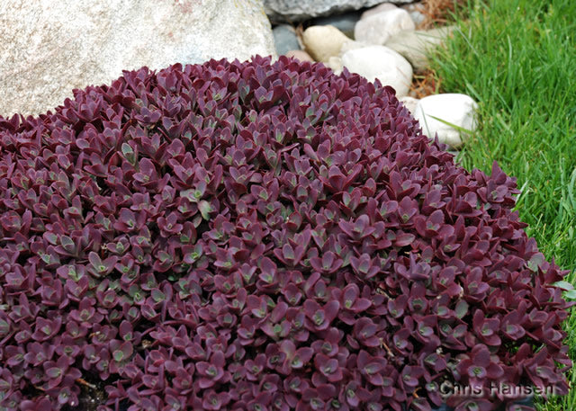 Sedum SunSparkler 'Firecracker'