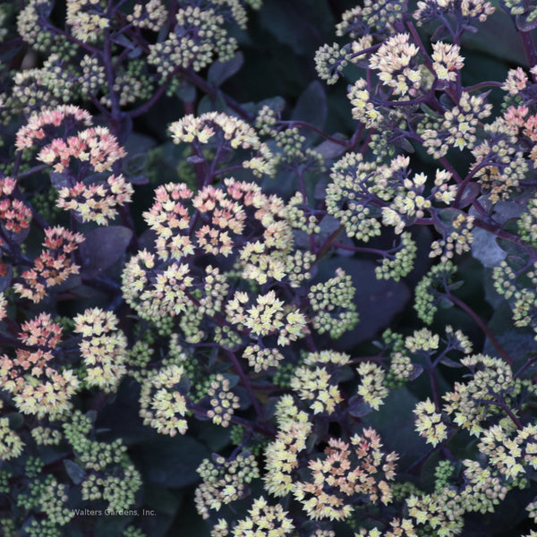 Sedum 'Night Light'