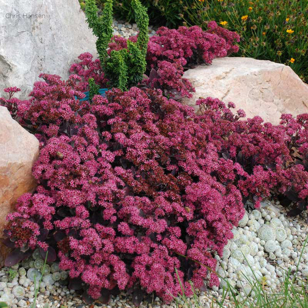Sedum SunSparkler 'Plum Dazzled'