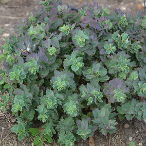 Sedum 'Rosy Cheeks'