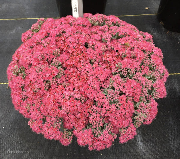 Sedum 'Cosmic Comet'