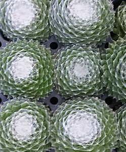 succulents with white webs Sempervivum 'Arctic White' – In The Country Garden & Gifts Online Store