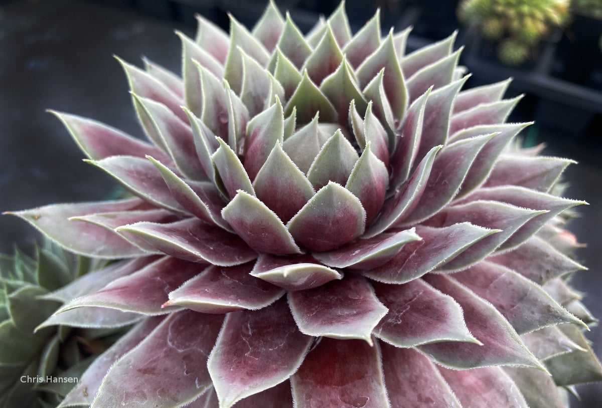 Sempervivum Chick Charms Giants 'Glacier Blue'