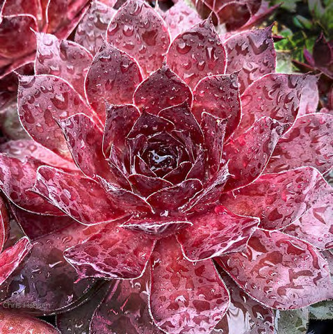 Sempervivum Chick Charms Giants 'Maroon Mountain'