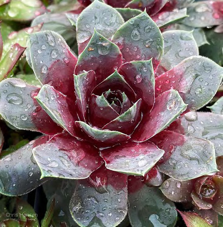 Sempervivum Chick Charms Giants 'Steel Appeal'