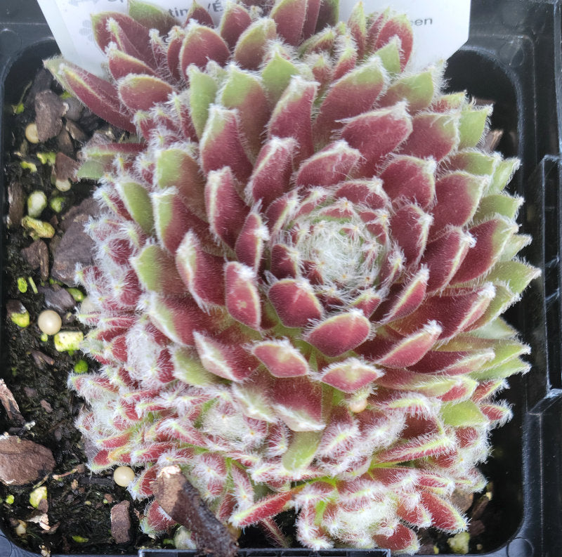 cosmic succulents Sempervivum Cosmic Candy – In The Country Garden & Gifts Online Store