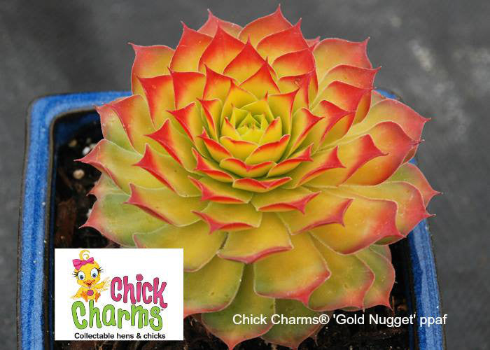 Sempervivum 'Gold Nugget' – In The Country Garden & Gifts Online Store