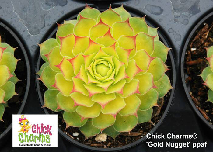 golden nugget succulent care Sempervivum 'Gold Nugget' – In The Country Garden & Gifts Online Store