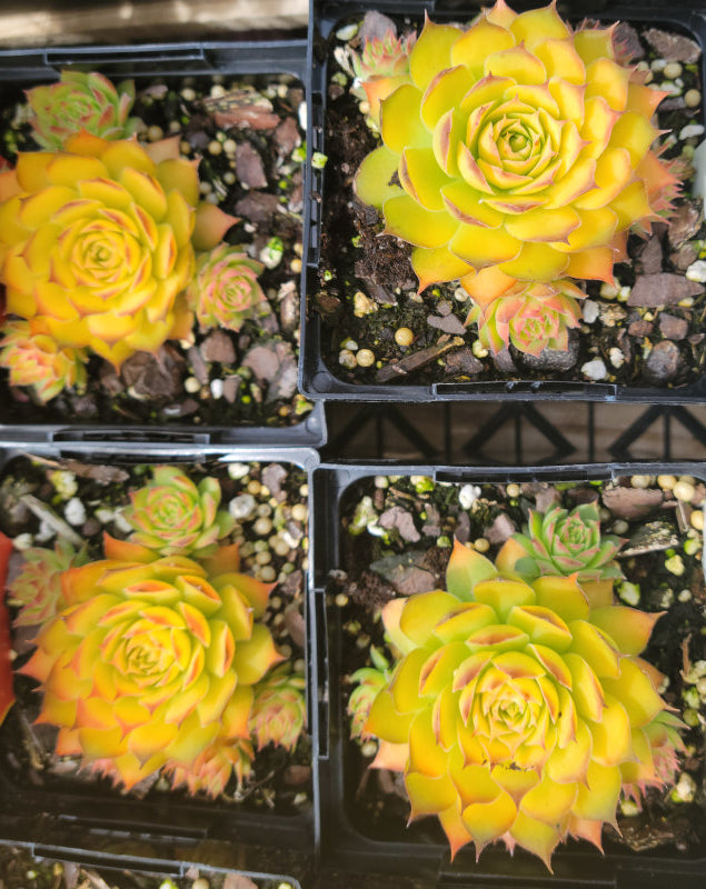 golden nugget succulent care Sempervivum 'Gold Nugget' – In The Country Garden & Gifts Online Store