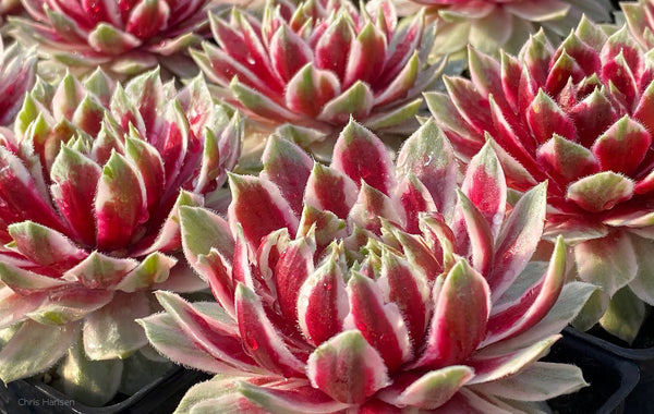 Sempervivum 'Lotus Blossom'