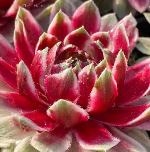 Sempervivum 'Lotus Blossom'