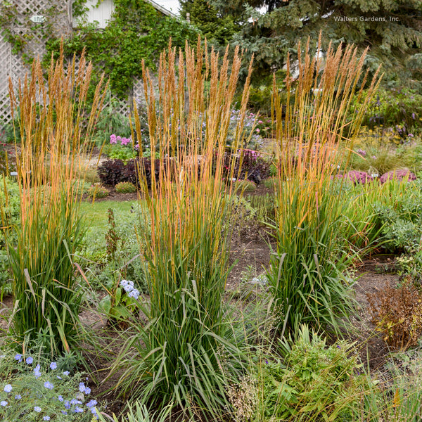 Sorghastrum nutans Golden Sunset