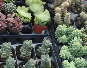 succulent plant assortment Succulent Assortment (5 plants) – In The Country Garden & Gifts Online Store